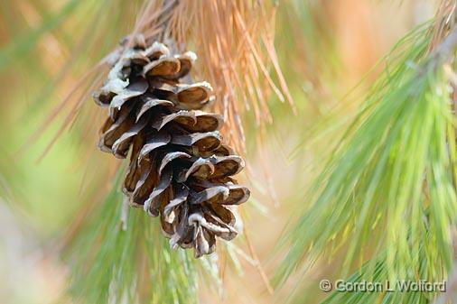 Pine Cone & Needles_24339.jpg - Photographed in Lebanon, Ohio, USA.